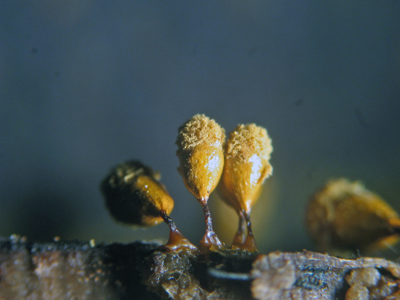 Hemitrichia sp. ?